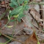 Crotalaria juncea Leaf