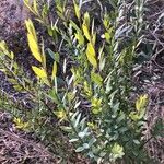 Osyris lanceolata Leaf