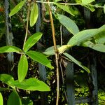 Lonicera sempervirens Blatt