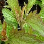 Verbena hastata Fuelha