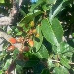 Prunus lusitanica Frucht