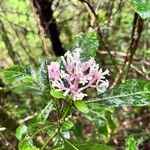 Chassalia corallioidesBlomma