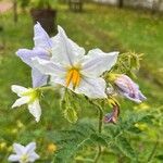 Solanum sisymbriifolium Květ