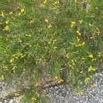 Genista radiata Hábito