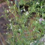 Andrographis paniculata फल