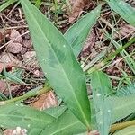 Persicaria maculosa 葉