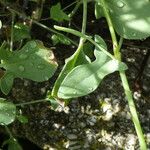 Rumex scutatus Hoja