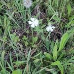 Silene latifoliaFlor