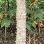 Celtis laevigata Bark