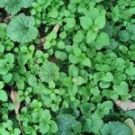 Stellaria media Leaf