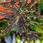 Kalanchoe delagoensis Flower