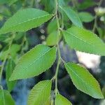 Ulmus parvifolia पत्ता