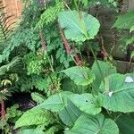 Persicaria orientalis Цветок