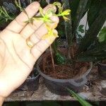 Encyclia tampensis Blomst