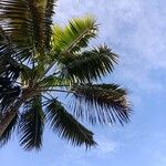 Howea belmoreana Nyingine