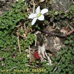 Arenaria balearica Otro