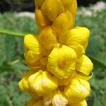 Senna alata Flor