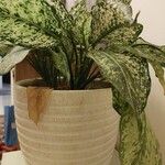 Aglaonema costatum Blatt