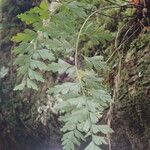 Asplenium aethiopicum Лист