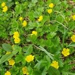 Potentilla brauneana Blomst