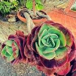 Aeonium nobile 葉