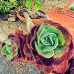 Aeonium nobile Leaf