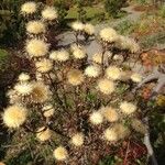 Carlina vulgaris आदत