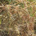 Themeda quadrivalvis Συνήθη χαρακτηριστικά