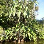 Philodendron deflexum Celota