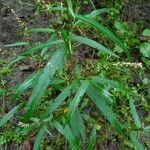 Persicaria minor Foglia