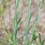 Linum bienne Feuille