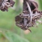 Ampelaster carolinianus Plod
