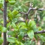 Prunus spinosa Fulla