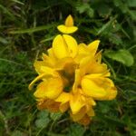 Genista sagittalis Flor