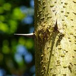 Robinia pseudoacacia 樹皮
