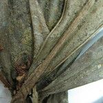 Cybianthus microbotrys Beste bat