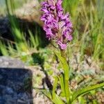 Dactylorhiza incarnataBlodyn