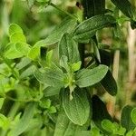 Hypericum perforatum Leaf