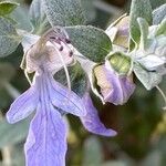 Teucrium fruticansFiore