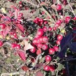 Cotoneaster franchetii ফল