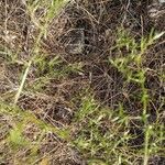 Asparagus acutifolius L.Leaf