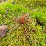 Juncus bulbosus Leaf