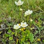 Parnassia palustrisFlower