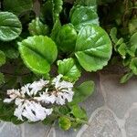 Plectranthus parviflorus Blad