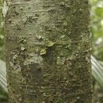 Ocotea amazonica Cortiza