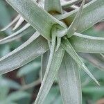 Tillandsia roseoscapa Leaf