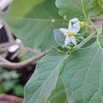 Solanum chenopodioides Floare