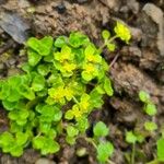 Chrysosplenium alternifoliumFulla