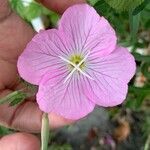 Oenothera speciosaFlor