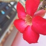 Adenium multiflorumFleur